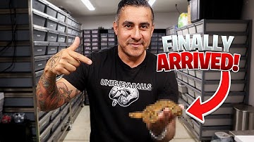 Unboxing 3 New Rare Snakes!