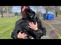 Quinn | 8 mo Standard Schnauzer | Best Trained Dogs of OR | Portland OffLeash K9 Training