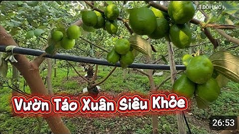 TRỞ LẠI THĂM VƯỜN TÁO XUÂN CÂY SIÊU KHỎE NHÀ CHÚ YÊN I NÚI ĐỒI LỤC NGẠN