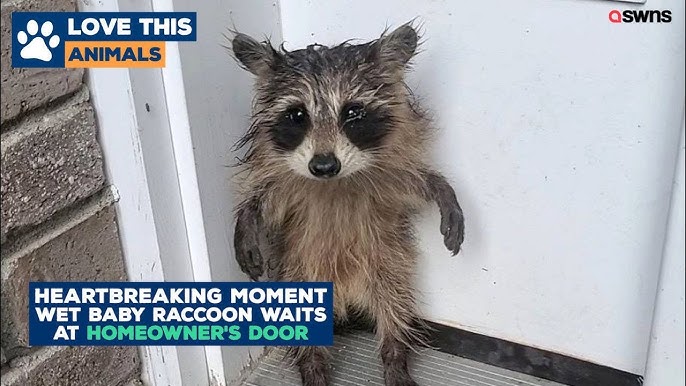 Baby raccoon found standing scared on doorstep after rainstorm | LOVE THIS! - YouTube