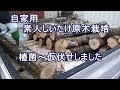 ［自家用］素人しいたけ原木栽培・植菌～仮伏せ