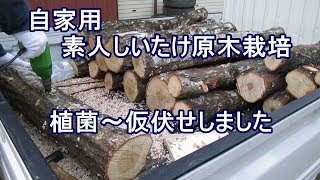 ［自家用］素人しいたけ原木栽培・植菌～仮伏せ