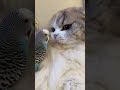 Ce chat et cette perruche se font des clins  perruche chat cat bird cute cuteshorts