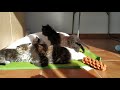 Pequeños Maine Coon y sus juegos