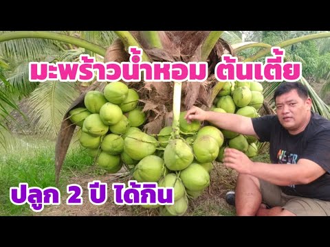 วีดีโอ: มะพร้าวเติบโตที่ไหนและอย่างไร?