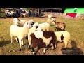 Kambing kambing lucu dipenangkaran  happy sheep goat lambs sibellanin kuzulari