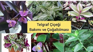 Telgraf Çi̇çeği̇ Türleri , Bakımı Ve Çoğaltılması Nasıl Olur.