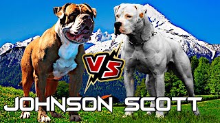 Diferencias entre los Tipos JOHNSON y SCOTT de la raza Bulldog Americano  ✔