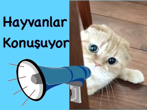 Konuşan Hayvanlar - En komik hayvan videoları