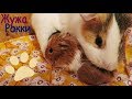 Новорожденные морские свинки. New born baby guinea pigs морскиесвинки