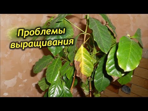 Почему чернеют, желтеют и сохнут листья у кофейного дерева?