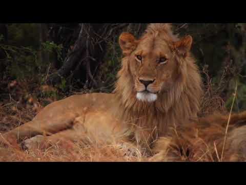 Nomad Tanzania's Serengeti Safari Camp