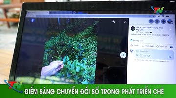 Điểm sáng chuyển đổi số trong phát triển chè