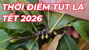 🔴 QBS25747 -  THỜI ĐIỂM TÚT LÁ CHO CÂY MAI VÀNG MIỀN BẮC NỞ HOA ĐÚNG TẾT | TÚT LÁ MAI VÀNG MIỀN BẮC