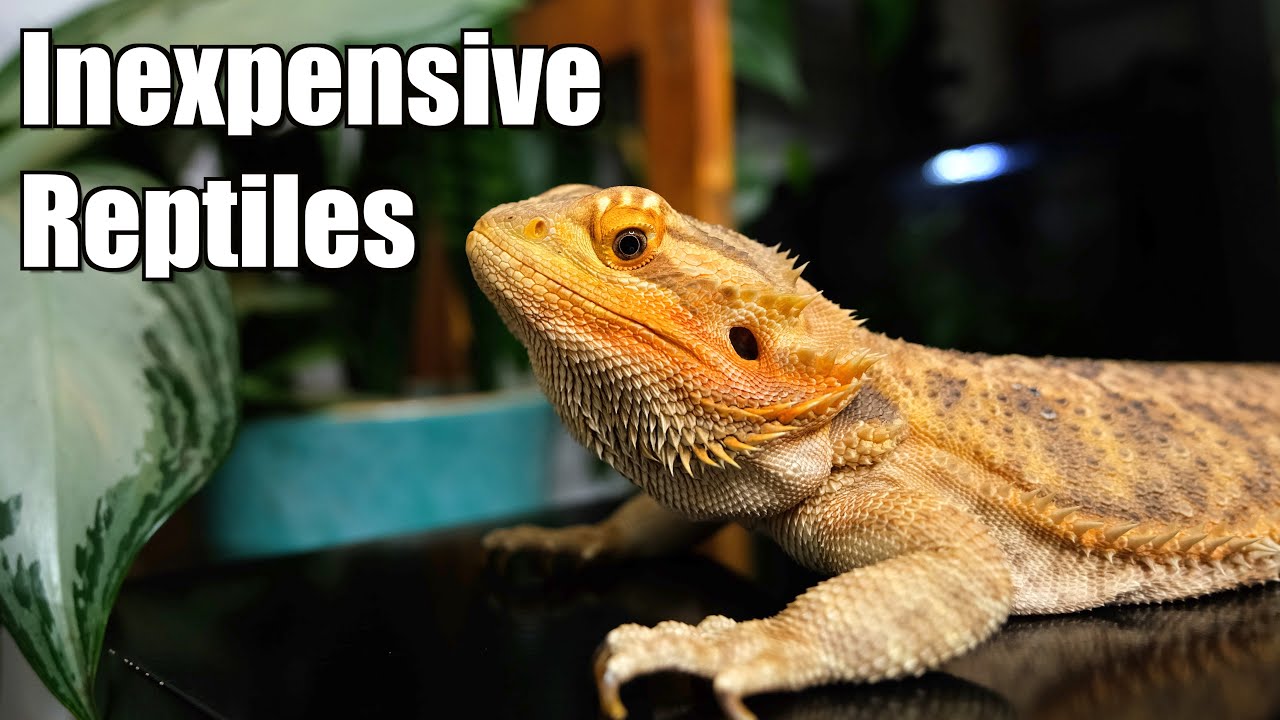 Cheapest Beginner Reptiles YouTube Cheapest Beginner Reptiles YouTube