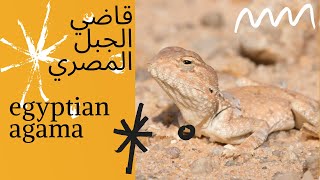 egyptian agama قاضي الجبل المصري