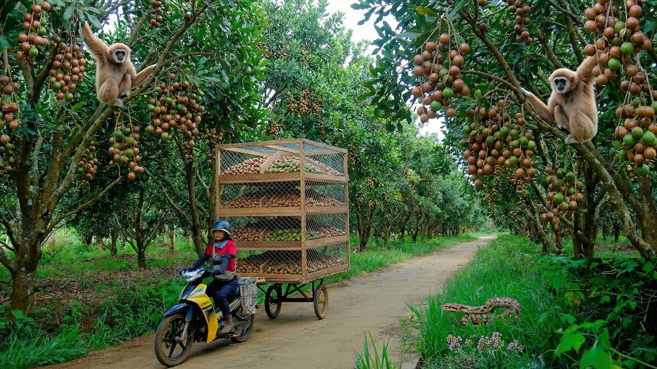 Harvest A Truckload Of Macadamia Nuts To Sell At The Market – Cooking And Farming.