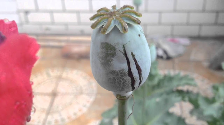 植物識別系列（植言）—罌粟 - 天天要聞