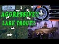 Crazy Aggressive Lake Trout!!