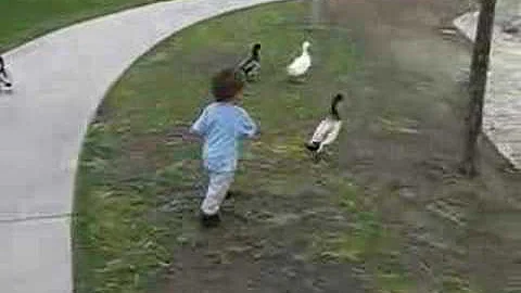 Baby Dale chases ducks