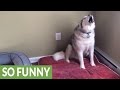 Extremely Stubborn Husky Throws Epic Temper Tantrum Extremely Stubborn Husky Throws Epic Temper Tantrum