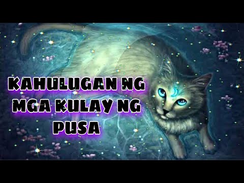 Video: Paano Ititigil Ang Isang Pusa Mula Sa Pagkamot Ng Wallpaper