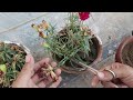 How to Grow Carnations from Cuttings | Winter Flowering Annual Plant | Dianthus caryophyllus | MV