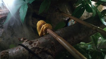 Paludarium Ozzy in motion /morelia viridis baby green tree python bioactive enclosure paludarium