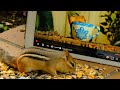 Handsome Nature for Chipmunks for CATS - August 9, 2021