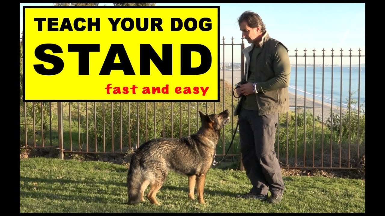 Teach Your Dog to STAND - Dog Training Video - Robert Cabral - the