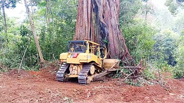 Trying to Push Big Trees in Mount Plantation D6R XL Bulldozer New Land Clearing