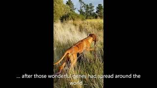 Rhodesian Ridgeback Pup Visits Ancestral Land For The First Time by dauntless 403 views 1 year ago 33 seconds