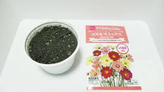 【タイムラプス】コスモスの発芽から成長する様子 / Germination of Cosmos - Time Lapse