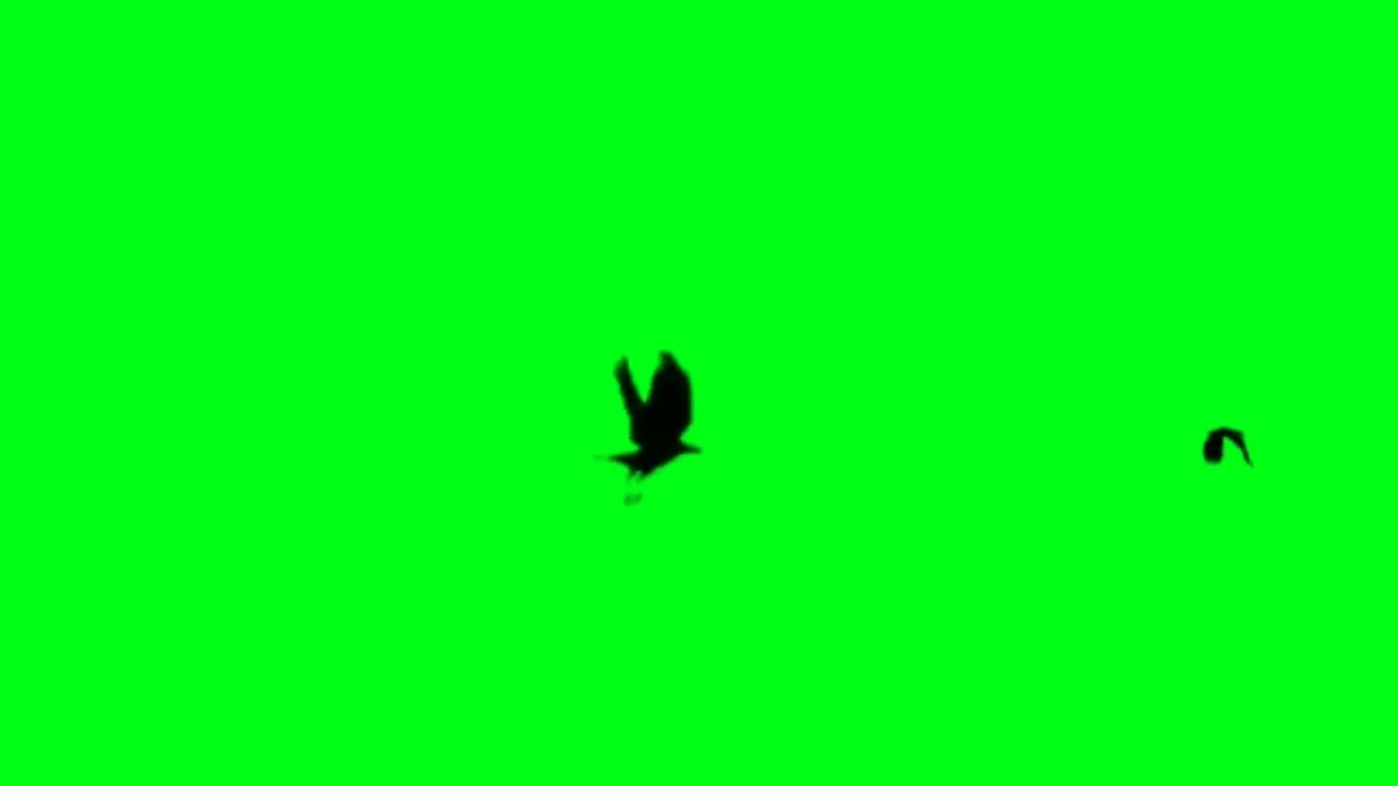 flying birds green screen effect/Hd Video No Copyright Claim Video no ...