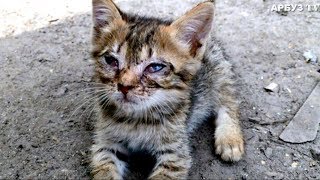 ОН ВЗЯЛ ЭТОТ ДВУХНЕДЕЛЬНЫЙ КОМОЧЕК И ВЫБРОСИЛ В КУСТЫ УМИРАТЬ ОН ВЗЯЛ ЭТОТ ДВУХНЕДЕЛЬНЫЙ КОМОЧЕК И ВЫБРОСИЛ В КУСТЫ УМИРАТЬ