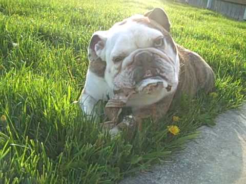 Gary the Bulldog - slobbering and chewing on bone