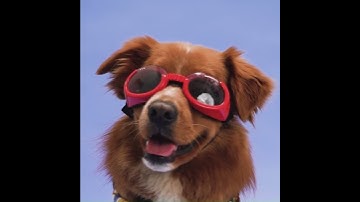 Thumbnail of Myth: Dogs are color blind! #shorts #viralshort #dogmyths