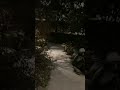 Snowing In Myrtle Beach! ⛄️❄️ #wow #beautiful #snow