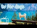 Dog TV! TV Entertainment for Dogs with Separation Anxiety! NEW YORK! image