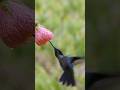 Magnificent Hummingbird Drinking Flowers Nectar  Wincent   juspU #bird #nature #wildlife