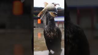 Cormorant Eats Fish Bigger Than Its Own Head In Seconds