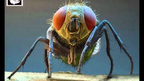 Gridlok - Insecticide