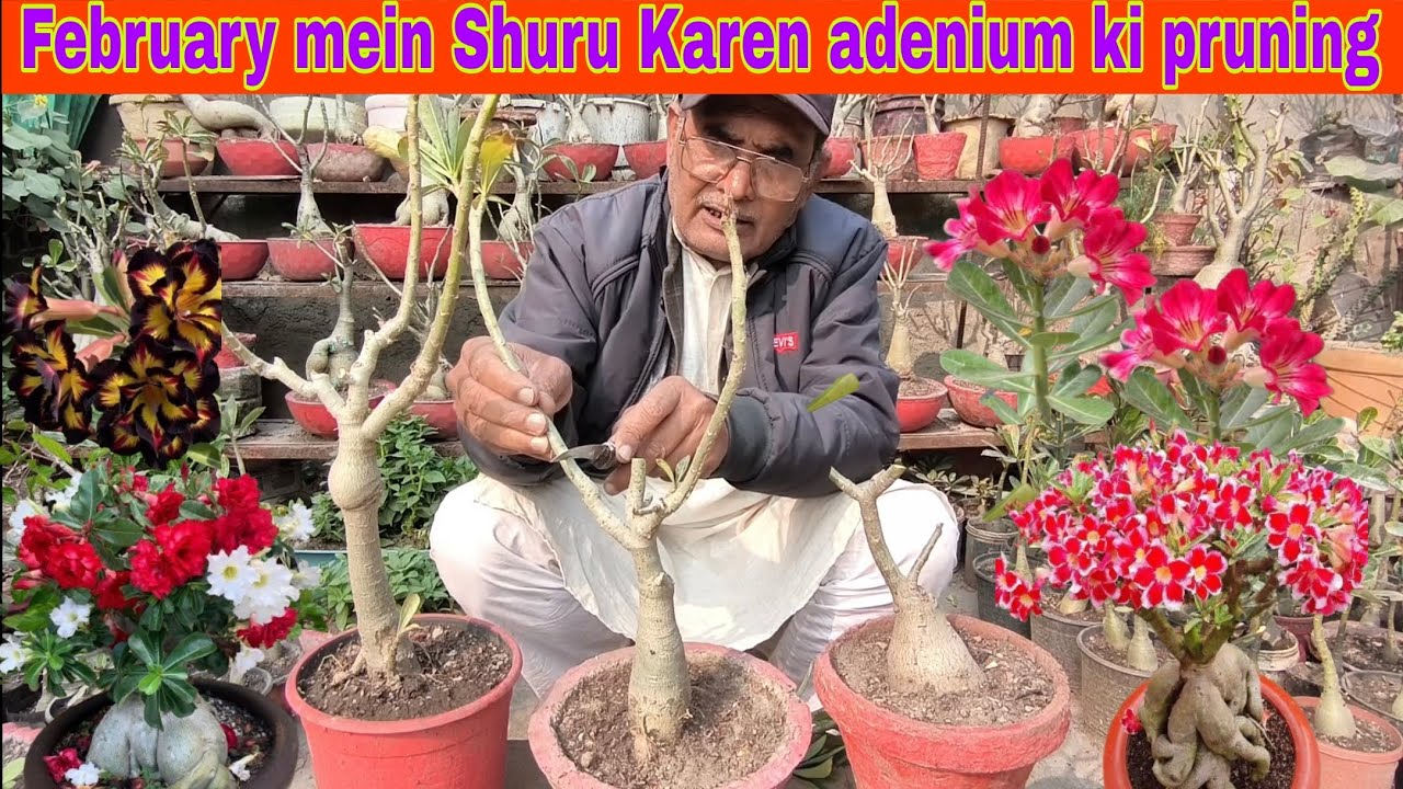 February mein Shuru Karen adenium ki pruning
