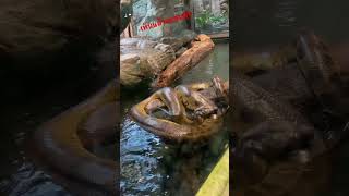 นอนเล่นน้ำสบายคักเนาะ งูเหลือมเมียนมาร์ในสวนสัตว์โคลเชสเตอร์PythonAtColchesterZoo