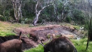 SAMBAR & Fallow Deer Behaviour On Trail Cameras by Tony Gillahan 3,066 views 3 months ago 9 minutes, 48 seconds