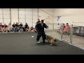 Control during protection training.  13 month old Malinois