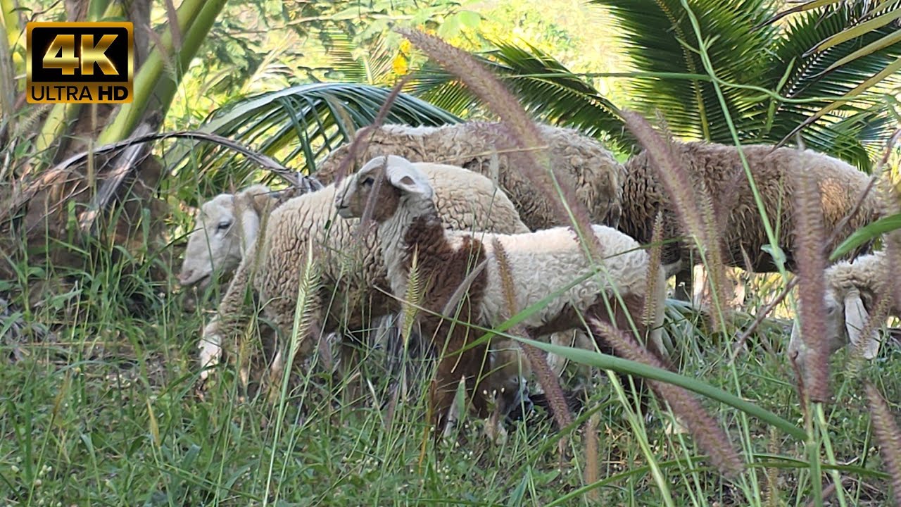 This Is 15 minutes Of Sheep's Eating With Nature and Relax Music | Relax Everynight 
