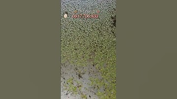 Tới Nơi Kiểm Tra Nước Giếng Xử Lý Thuốc & Thả Ốc Bươu Đen Giống Cho Khách Ở Phường Bạc Liêu