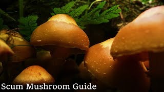 SCUM Mushroom Basics