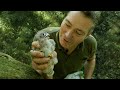 Rescued Kestrel Chicks Go Back in Nest & Mr Kes Barely Breaks his Stride